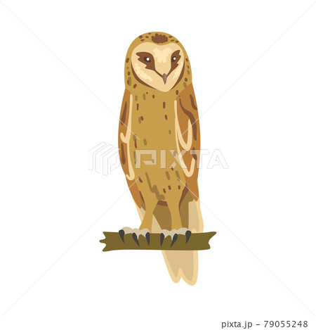 Perching Owl Bird with Broad Head and Sharp Talons Having Upright Stance Vector Illustration 79055248