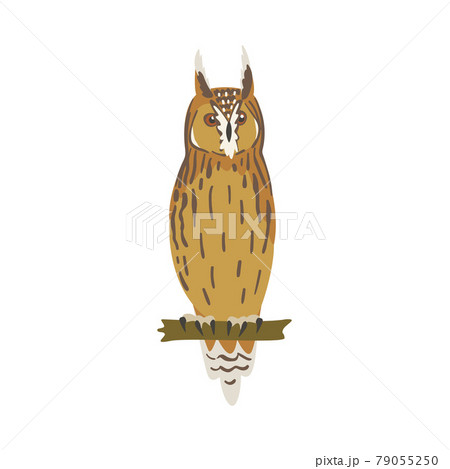 Perching Owl Bird with Broad Head and Sharp Talons Having Upright Stance Vector Illustration 79055250