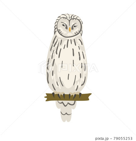 Perching Owl Bird with Broad Head and Sharp Talons Having Upright Stance Vector Illustration 79055253