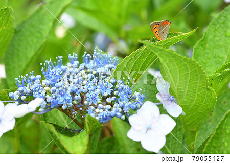 蝶々と紫陽花 蝶々と紫陽花 79055427