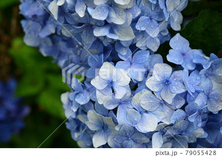 雨に濡れる紫陽花 雨に濡れる紫陽花 79055428