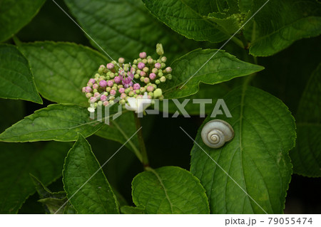 紫陽花とカタツムリ 79055474