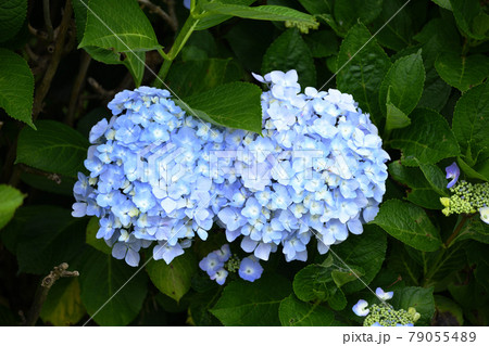 水色の紫陽花 79055489