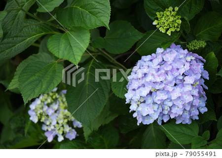 明るい紫陽花 明るい紫陽花 79055491