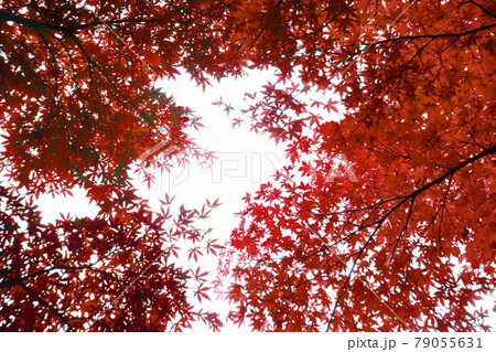 紅葉したモミジは赤く染まり空を隠し、上空はスズメも飛んで秋は深く空気も冷たく 紅葉したモミジは赤く染まり空を隠し、上空はスズメも飛んで秋は深く空気も冷たく 79055631