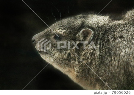 ケープハイラックスの横顔 79056026