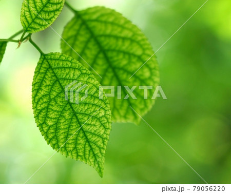 Leaves Leaves 79056220
