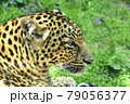 ヒョウ 79056377