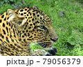 ヒョウ 79056379