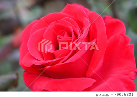 バラ 花 バラの花 79056801