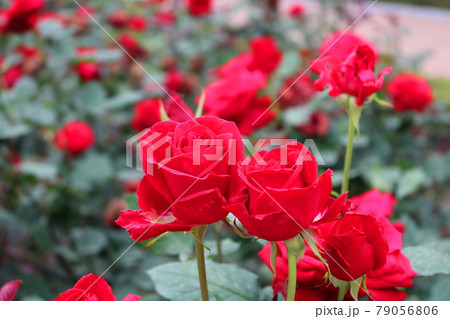 バラ 花 バラの花 79056806