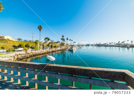 White heron in Oceanside harbor 79057333