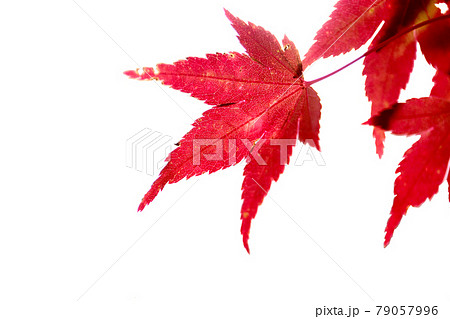 紅葉の景色 篠山の秋 風景 篠山 田舎 79057996
