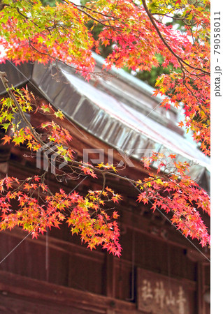 紅葉の景色 篠山の秋 風景 篠山 田舎 紅葉の景色 篠山の秋 風景 篠山 田舎 79058011