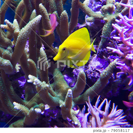 Fish in the Aquarium Fish in the Aquarium 79058117