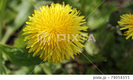自然の中のタンポポの写真素材 [79058355] - PIXTA