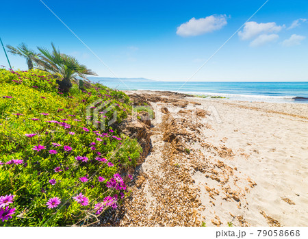 Pink flowers by the sea in Le Bombarde beach 79058668