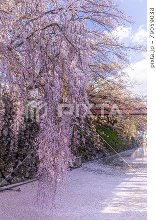 桜の絨毯 桜の絨毯 79059038