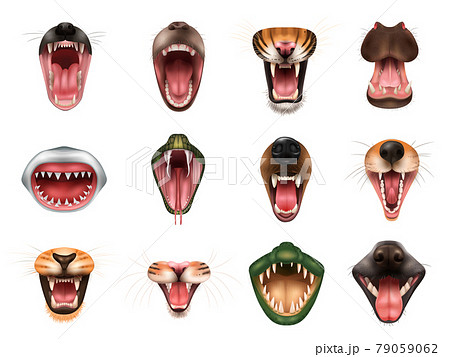 Animal Mouth Set 79059062