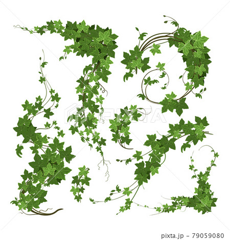 Branches Of Ivy Composition 79059080