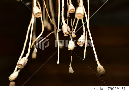 On a black background, dry boxes of dried poppy. 79059181