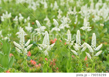 コバイケイソウ　長野県霧ヶ峰高原 79059299