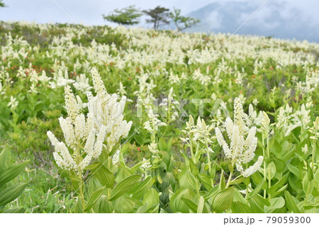 コバイケイソウ 長野県霧ヶ峰高原 コバイケイソウ 長野県霧ヶ峰高原 79059300