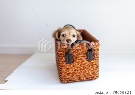 仔犬　カニンヘンダックスフンド 79059321