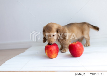 仔犬 カニンヘンダックスフンド 仔犬 カニンヘンダックスフンド 79059342