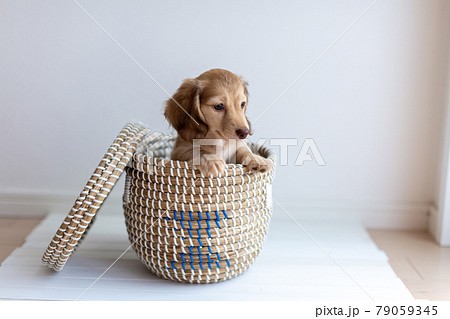 仔犬 カニンヘンダックスフンド 仔犬 カニンヘンダックスフンド 79059345