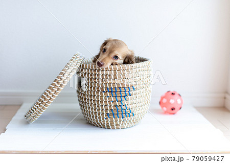仔犬 カニンヘンダックスフンド 仔犬 カニンヘンダックスフンド 79059427