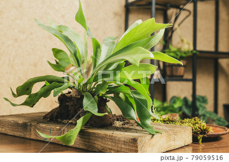 Preparing to Mount Staghorn Fern on Board 79059516