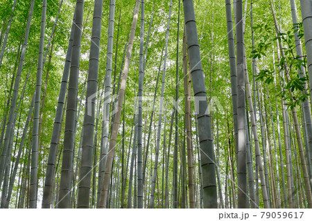 京都府 嵐山 竹林の小径 京都府 嵐山 竹林の小径 79059617