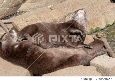 愛媛県松山市とべ動物園 コツメカワウソのお昼寝 愛媛県松山市とべ動物園 コツメカワウソのお昼寝 79059627