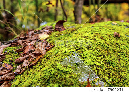 山梨県　紅葉の御嶽昇仙峡 79060514