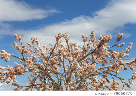 Artificial spring blooming cherry tree, sunny day, Moscow, Russia 79060770