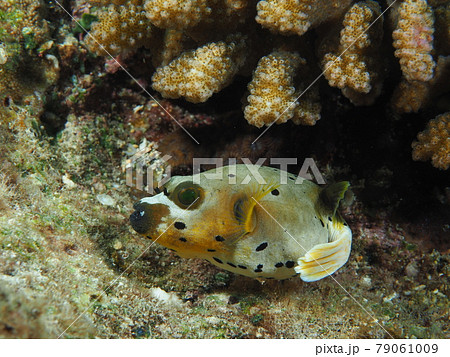 コクテンフグ 79061009