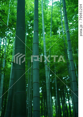 竹 竹 79061204