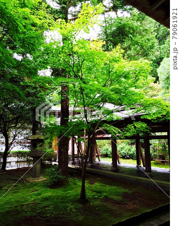 寺院の新緑 寺院の新緑 79061921