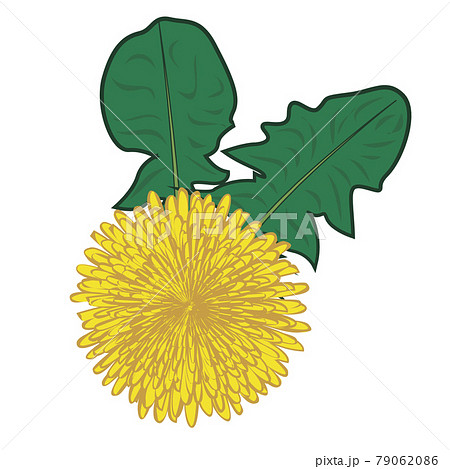 Dandelions flower vector illustration on a white background Dandelions flower vector illustration on a white background 79062086