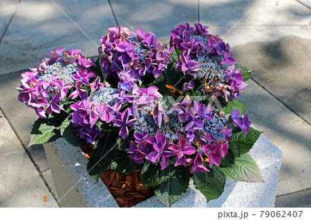 Late spring - beginning of summer, beautiful  flowers and plants in Zagreb, Croatia Late spring - beginning of summer, beautiful  flowers and plants in Zagreb, Croatia 79062407