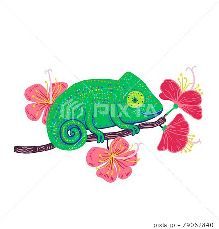 Chameleon On A Branch With Hibiscus Flowers のイラスト素材