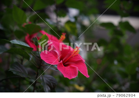 紅花 ベニバナ べにばな 79062934