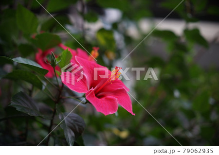 紅花 ベニバナ べにばな 79062935