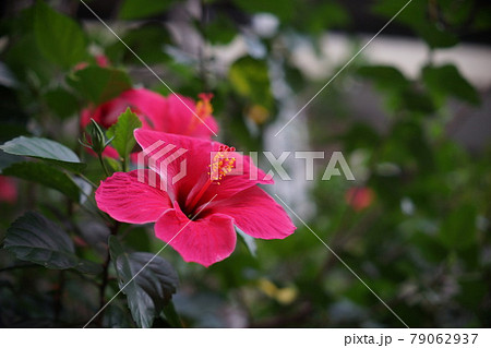 紅花 ベニバナ べにばな 79062937