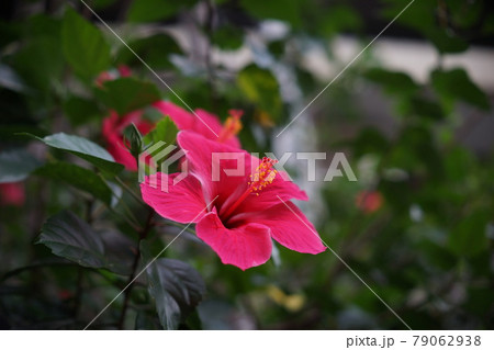 紅花 ベニバナ べにばな 79062938