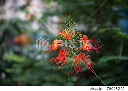 彼岸花 曼珠沙華 ヒガンバナ科 79063295