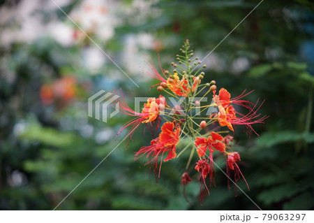 紅花 ベニバナ べにばな 79063297