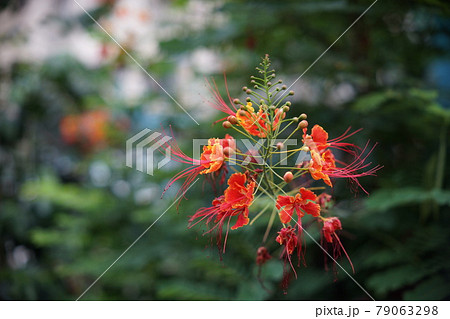 彼岸花 曼珠沙華 ヒガンバナ科 79063298