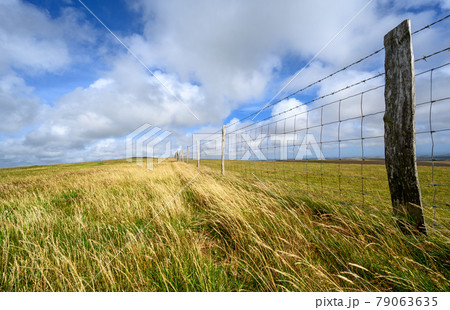 South Downs National Park, Sussex, UK near Firle Beacon. A fence and long grass in the sunshine on the route of the South Downs Way. The South Downs Way is a national trail popular with walkers. South Downs National Park, Sussex, UK near Firle Beacon. A fence and long grass in the sunshine on the route of the South Downs Way. The South Downs Way is a national trail popular with walkers. 79063635